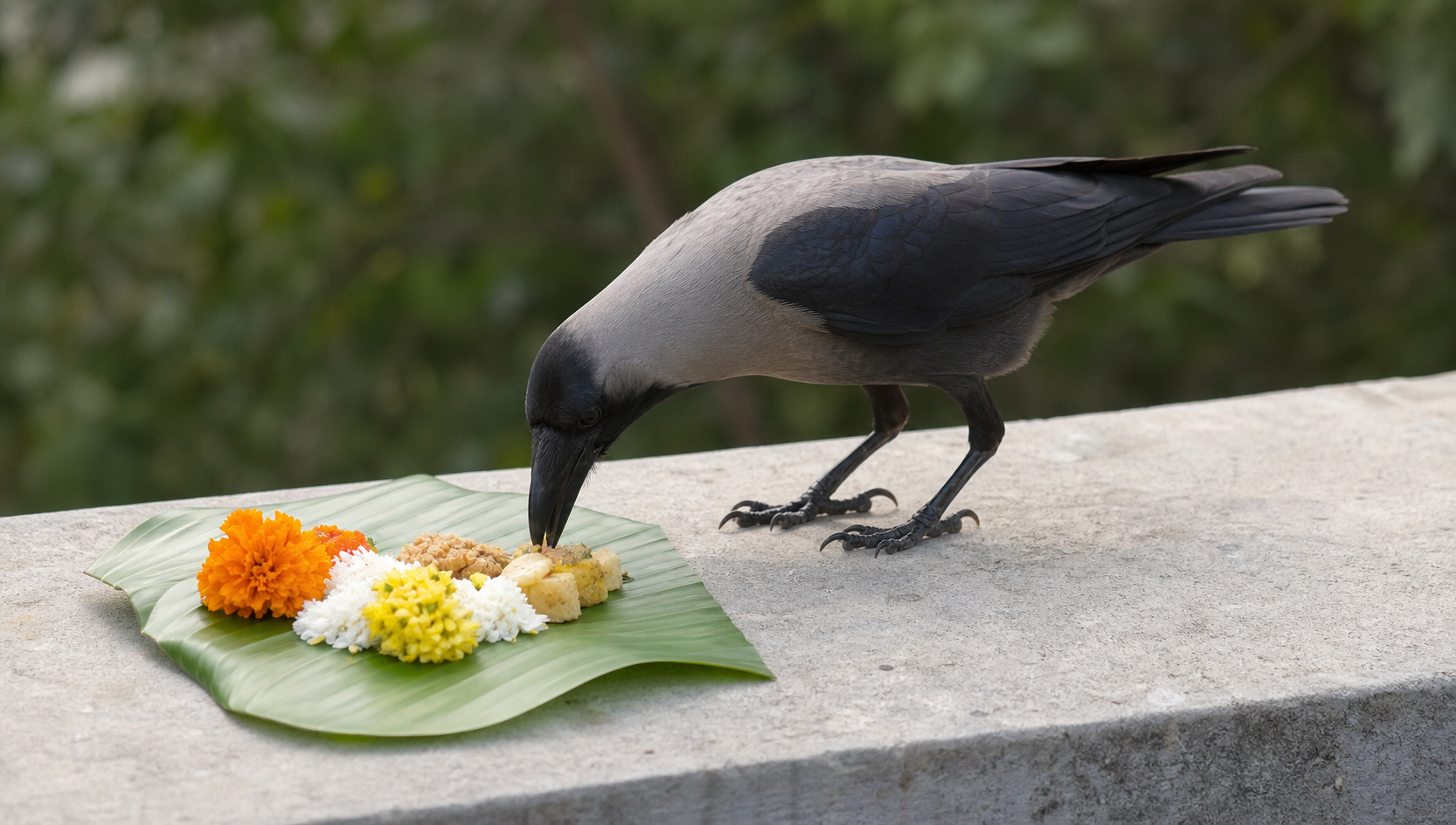 Crow near Shradh offering